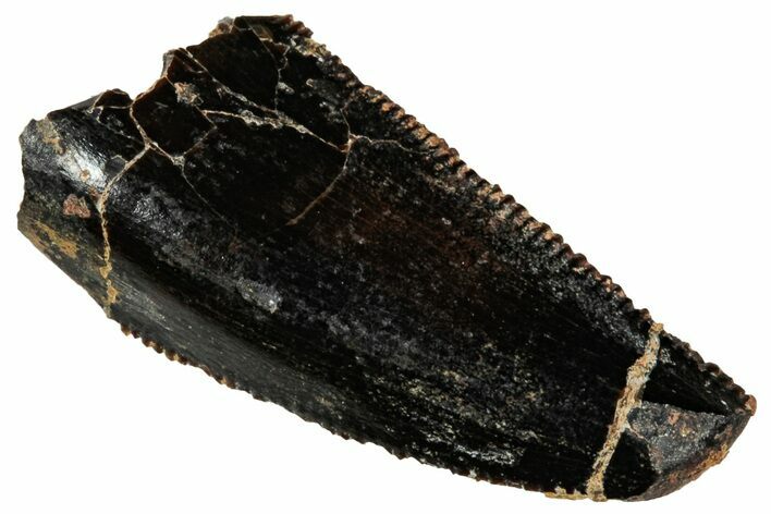 Serrated Abelisaurid Premaxillary Tooth - Dekkar Formation #299103